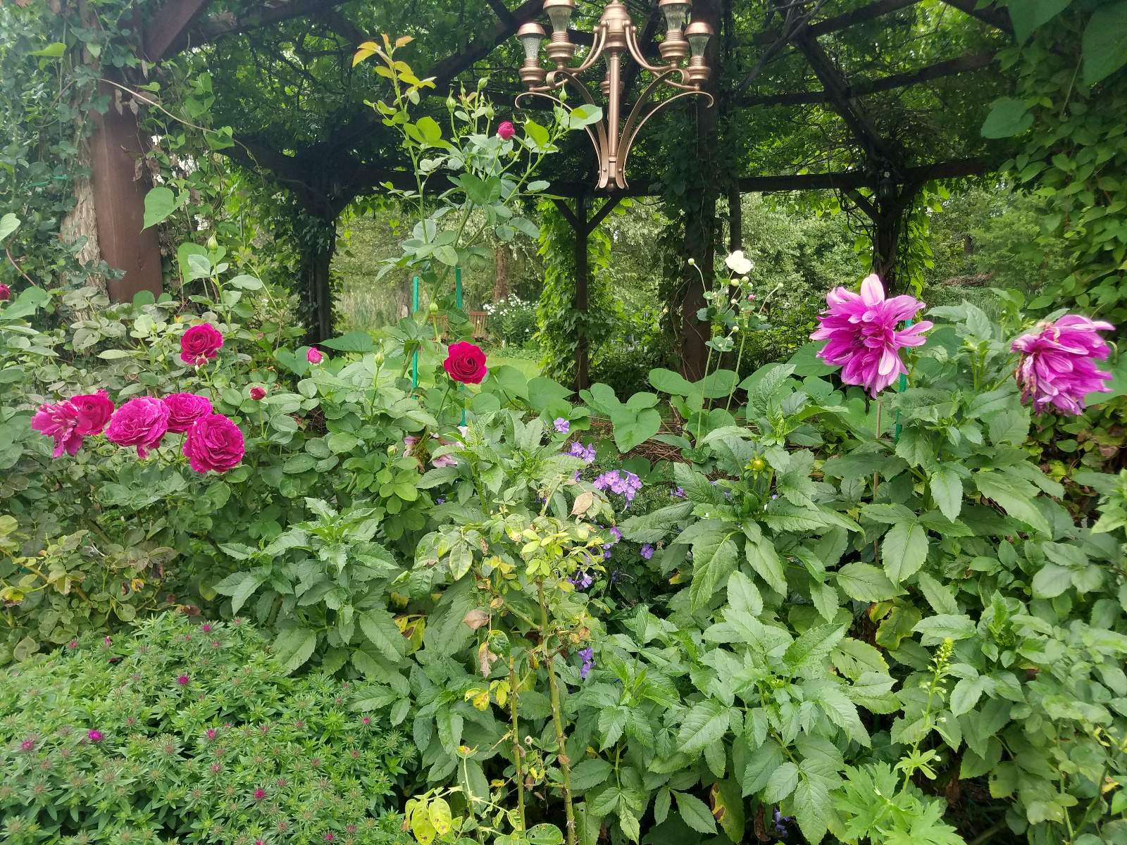 Roses Dahlia, Phlox and Anemone
